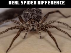 Cluiche Real Spider Difference